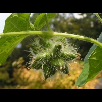 Concombre grimpant, Echinocystis lobata (fam Cucurbitacees) (Am. du nord) (4)